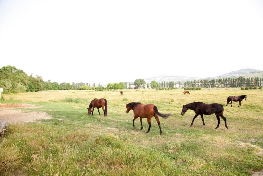 Agriturismo Villa Irelli Castellalto Екстериор снимка