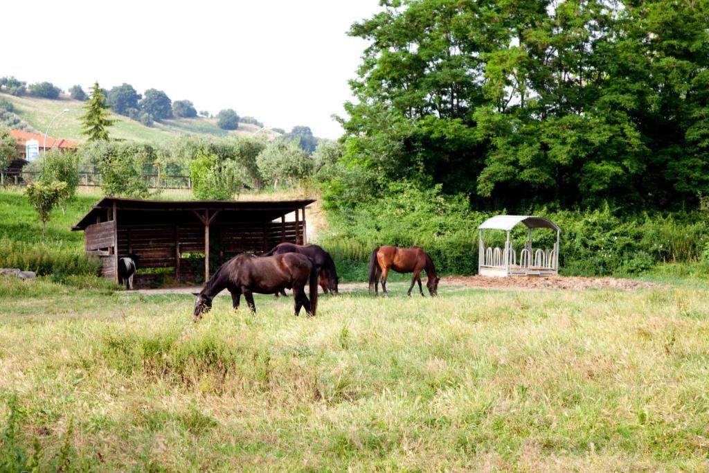 Agriturismo Villa Irelli Castellalto Екстериор снимка